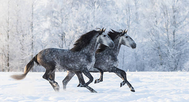 Abramova_Kseniya Fotografie Two running grey Purebred Spanish horses, Abramova_Kseniya, 40 × 22.2 cm