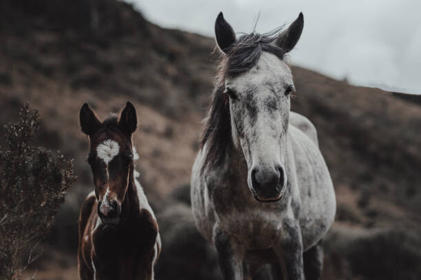 Wirestock Fotografie Selective focus shot of horses on, Wirestock, 40 × 26.7 cm